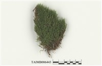 藏品(長葉擬白髮苔)的圖片